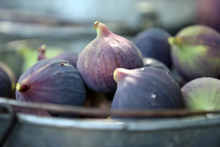İncirin anavatanında 42 çeşidi var