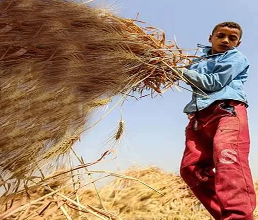 Dünyada her 13 çocuktan biri işçi