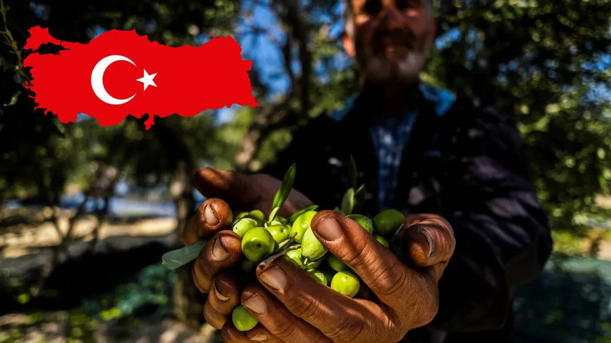 Dünyanın en fazla zeytin üreten ülkeleri belli oldu.