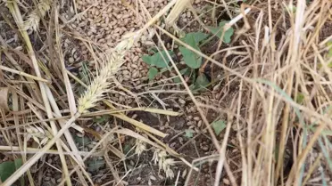 Uzunköprü’de Dolu Zararı Tespit Edildi