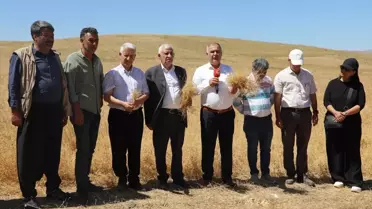 Elazığ’da Kırmızı Mercimek Hasadı Başladı