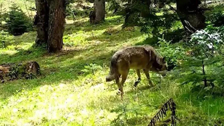 Nesli tükenmek üzere olan “en etkileyici bozkurt” Bursa’da ortaya çıktı
