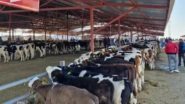 Kırşehir’de Hayvan Pazarı Kapatıldı