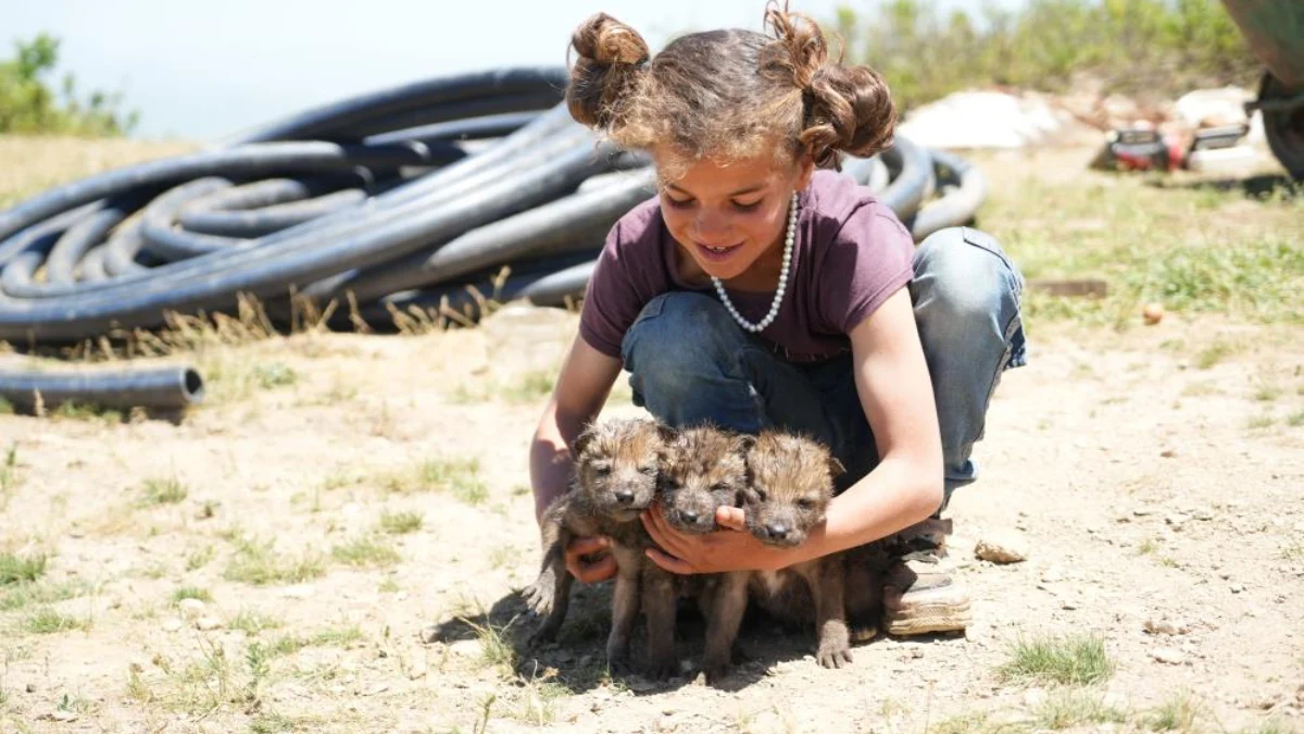Çoban kardeşler, annesiz kalan kurt yavrularını kurtardı
