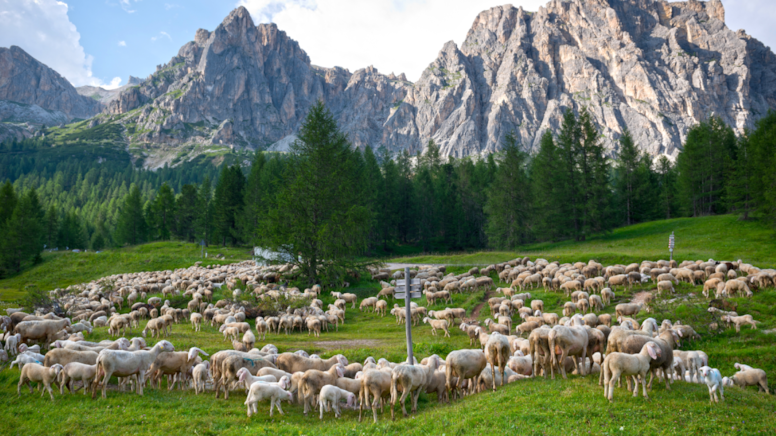 Yabancı çoban dönemi