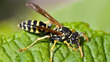 Türkiye’de Kahverengi Kokarcaya Karşı 1 Milyondan Fazla Samuray Arısı Salınacak