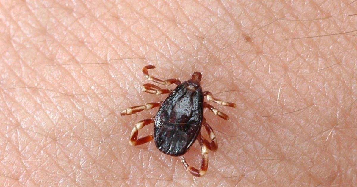 Kene kaynaklı hastalıklar artmaya başladı