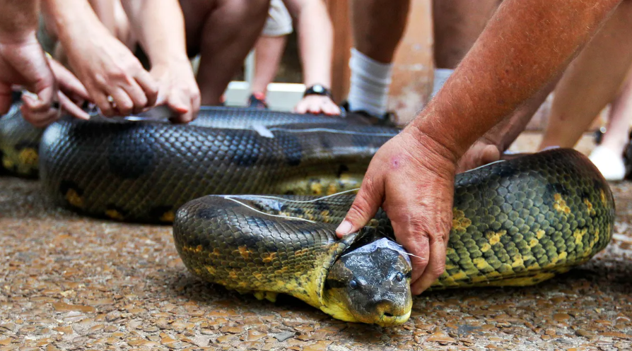 Dünyanın En Büyük Yılanı Yakalandı