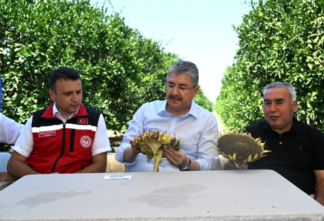 Osmaniye Yeniköy’de Bereketli Ayçiçeği Hasadı