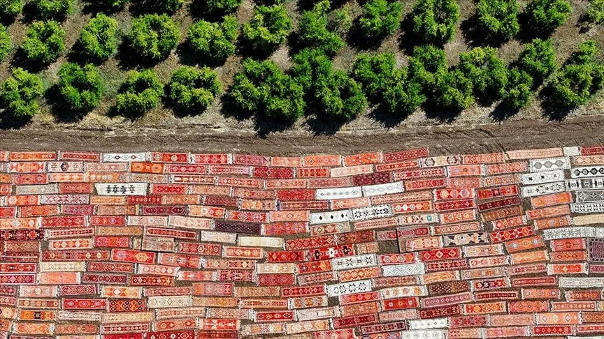 Kavurucu sıcaklar, tarlalara serilen halıların daha fazla pastelleşmesini sağlayacak