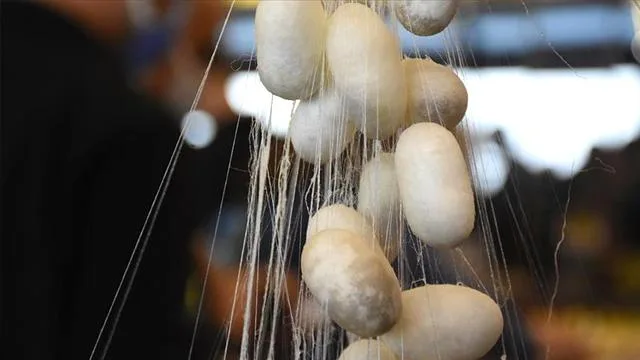 Türkiye’de koza üretiminin bu yıl 100 tonu aşması bekleniyor