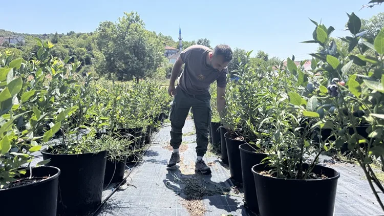 Öğrencilik yıllarında tadından etkilendiği yaban mersininin üreticisi oldu