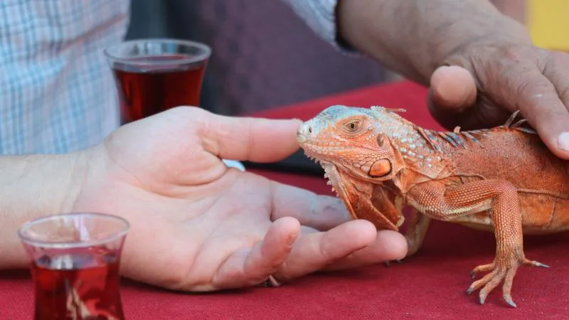 Omuzlarda gezen iguananın adı ‘Ökkeş’