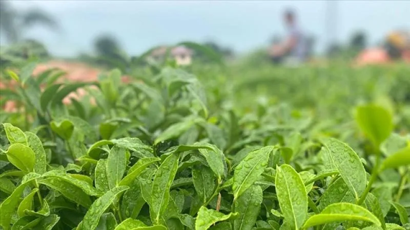 ÇAYKUR ürün yelpazesini genişletiyor