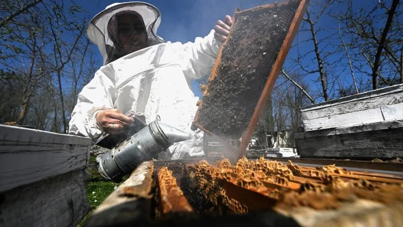 Bakanlıktan bal üreticilerine “arıcılık turizmi” tavsiyesi