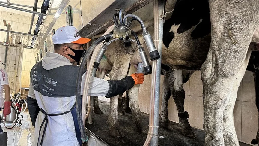 Uçak mühendisliği bilgisiyle sığırlarda meme iltihabını önleyen cihaz geliştirdiler