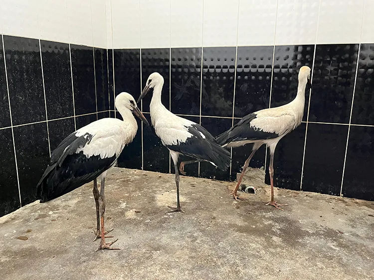 Erzurum’da yuvalarından düşen leylek yavruları koruma altına alındı