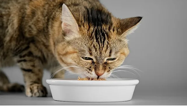 Veteriner Hekimlerden Yaz Alarmı