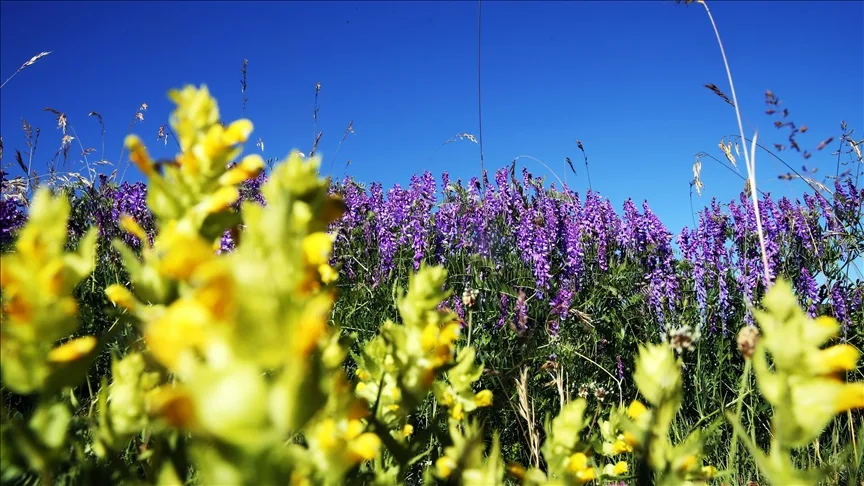 Ilgaz Dağı’nın zirvesinde açan çiçeklerle bahar yeni yaşanıyor