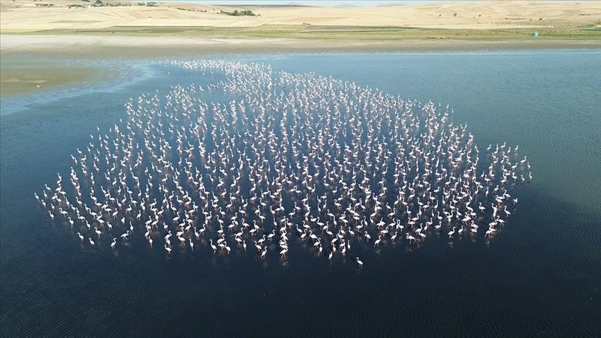 Yozgat’ta flamingolar jandarma ekiplerince korunuyor