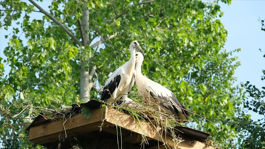 Belediye ekipleri yıkılan ağaçtan düşen leyleklere yeni yuva yaptı