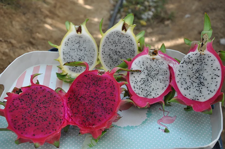 Mersin’de örtü altında yetiştirilen ejder meyvesinde hasat mesaisi başladı