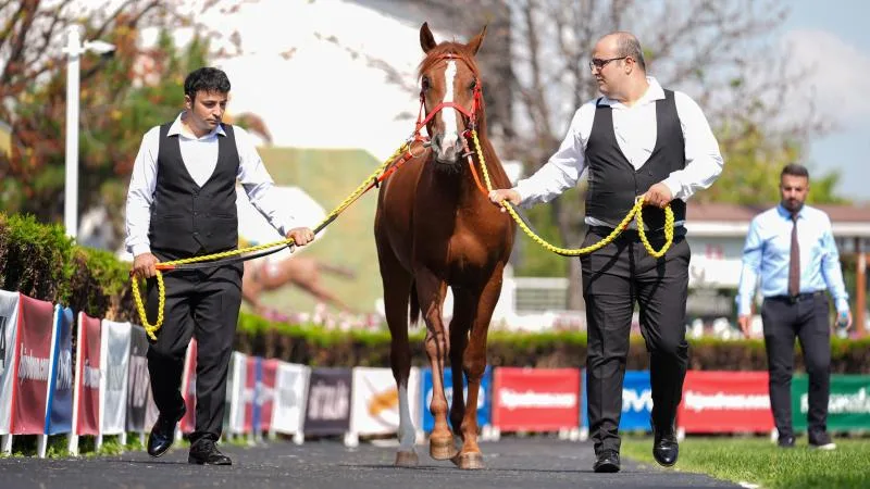 TİGEM 59 safkan Arap koşu tayı satacak