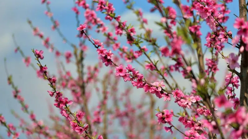 Büyük ovalarda meyve bahçesi tesis edilmesi kolaylaştırıldı