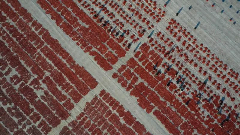 Kuru domates ihracatından 6 ayda 95,8 milyon dolar gelir