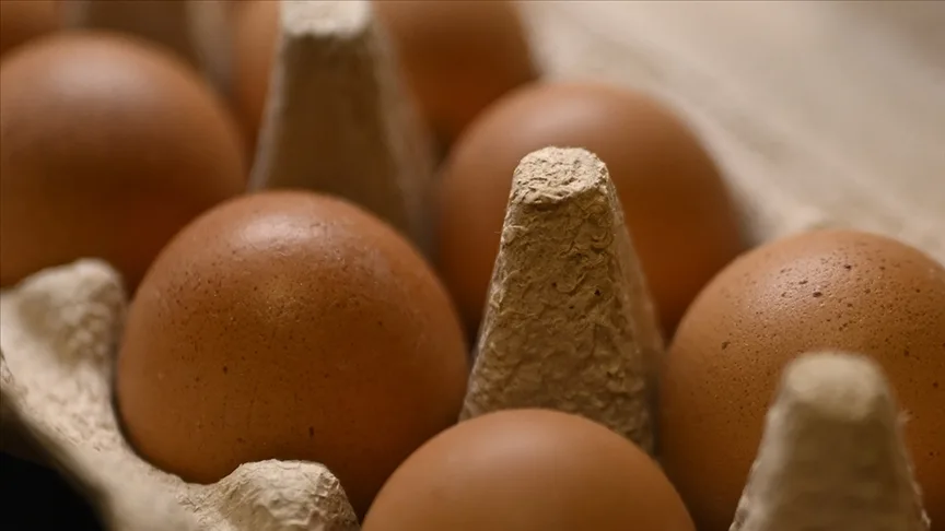 Tavuk yumurtalarının ihracatı kayda bağlandı