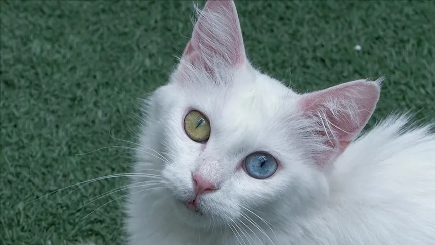 Koruma altındaki Van kedilerini 5 yılda yaklaşık 750 aile sahiplendi