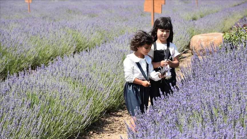 Karatay Lavanta Bahçesi yeni sezonda ziyaretçilerini ağırlıyor