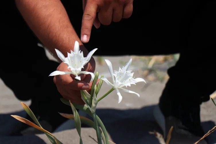 Nesli tehlikede: Bu çiçeği koparmanın cezası 380 bin TL