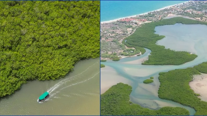 Her yıl en az 65 milyar dolarlık hasarı önleyen mangrovlar, yaklaşık 15 milyon kişiyi sellerden koruyor