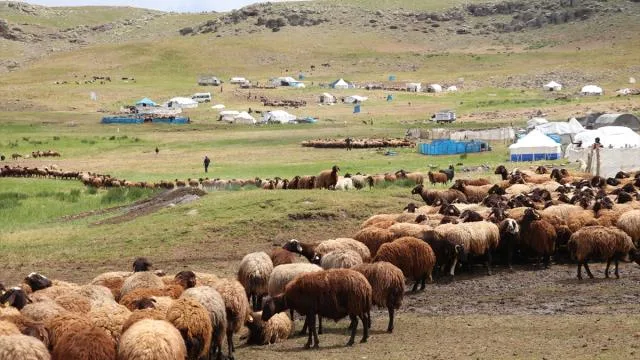 371 yaylaya yerleşen göçer aileler yazı çadırlarda geçiriyor
