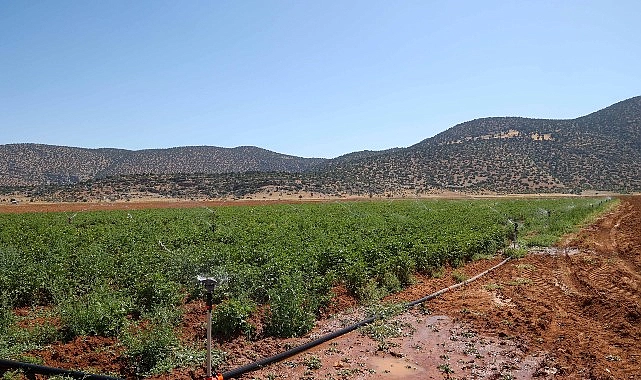 Beğiş’te tarım arıtma suyuyla yeşerdi