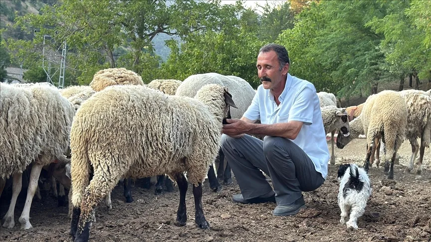 Bartın’da çiftçi, koyunlarını kurt saldırısından dronla korudu