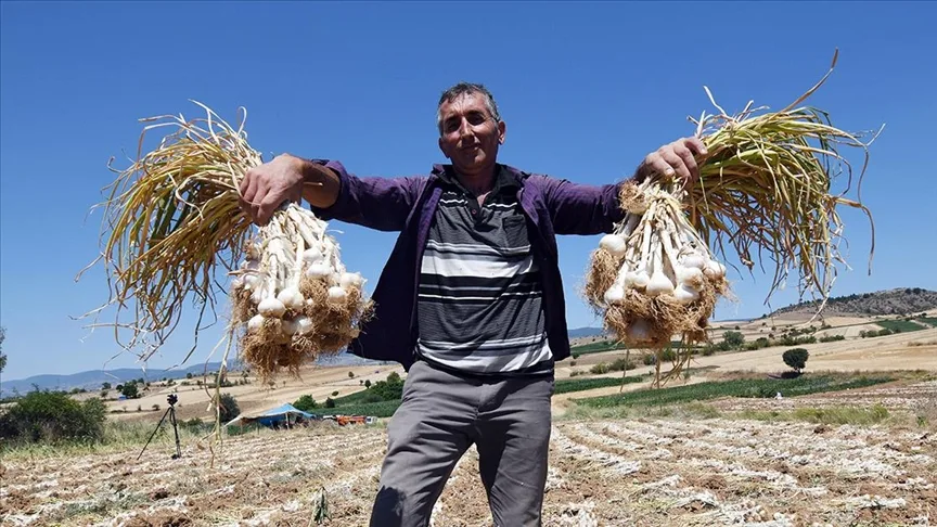 Taşköprü sarımsağı üreten çiftçi 30 yıldır ata tohumundan vazgeçmiyor