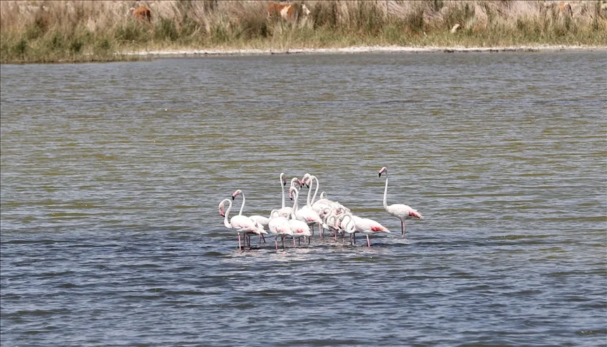 Kuraklıktan etkilenen Ulaş Gölü flamingolara ev sahipliği yapıyor