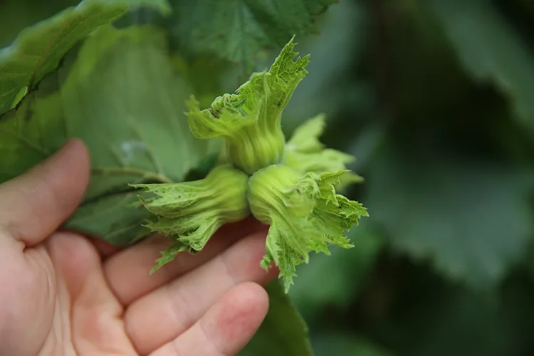 Ordu’da tahmini fındık rekoltesi tespit çalışmalarına başlandı