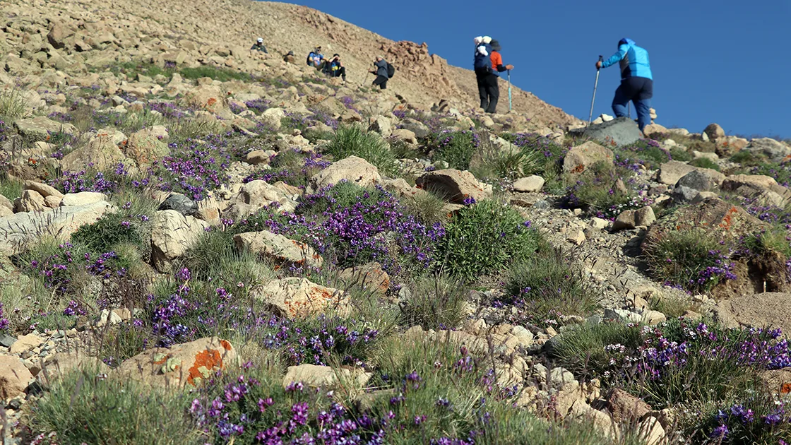 Süphan Dağı’na çiçekler arasında başlayan tırmanış karlı zirvede tamamlanıyor