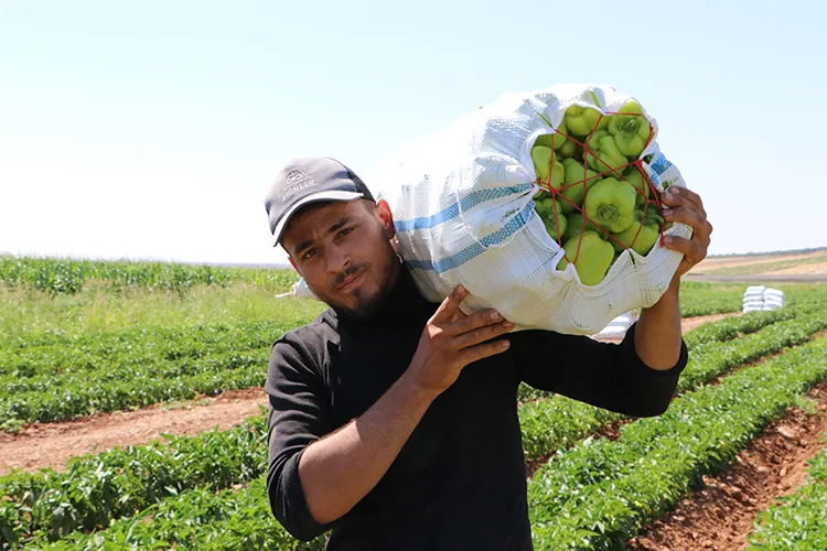 Kilis’te biber hasadı başladı