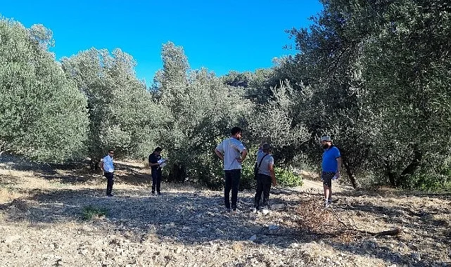 Zeytinin Ulaşım Yolları Araştırılıyor