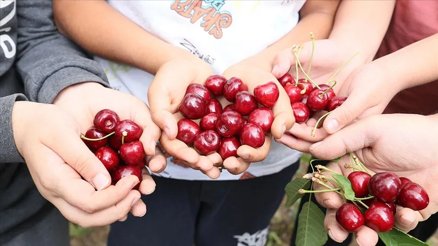 Fidelerini 6 yıl önce diktiği kiraz bahçesinde ilk hasadı yaptı