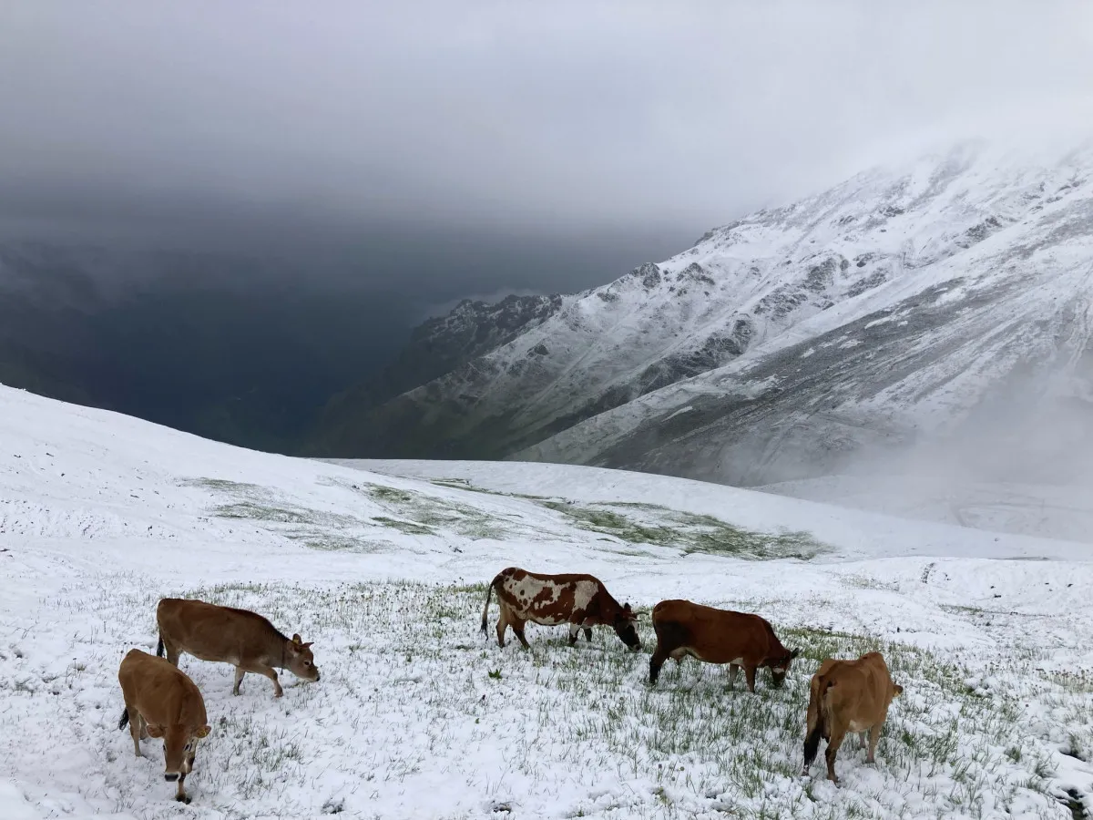 Rize’de Kaçkar Dağları’na gelen turistlere kar sürprizi
