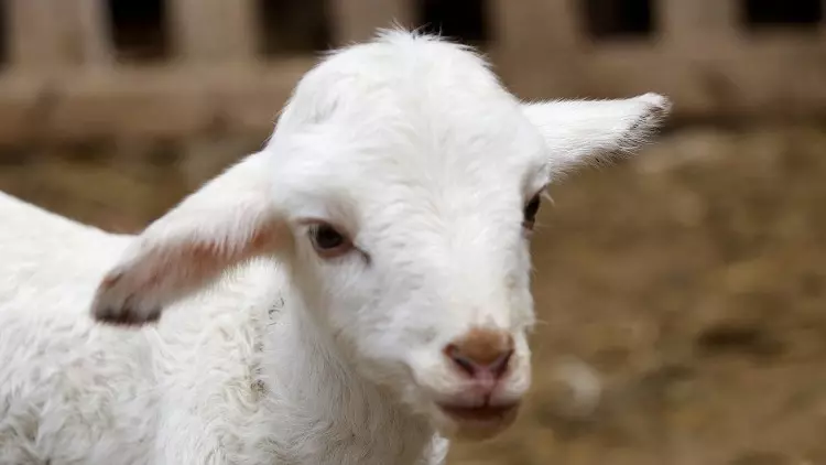 TİGEM 2 bin kuzu satacak