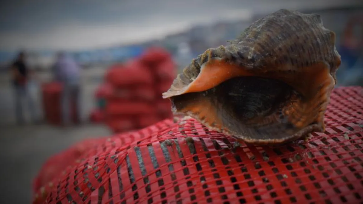 Deniz salyangozu ihracatı 6 ayda 4,5 milyon dolar kazandırdı