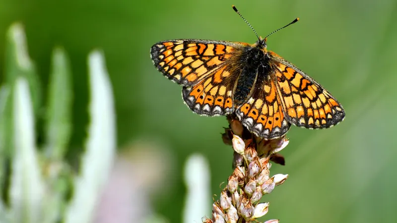 Sarıkamış’ta ‘kelebek mevsimi’