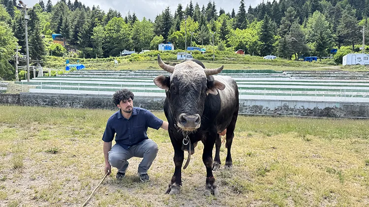 Artvin’de üç aydır antrenman yapan boğalar arenaya çıkmaya hazır