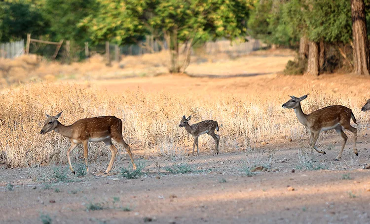 Nesli tükenme tehlikesi altındaki alageyikler bu yıl 11 yavru dünyaya getirdi